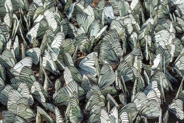 Große Schar Butterflies auf dem Boden. Invasionsschädlinge und Erntevernichtung