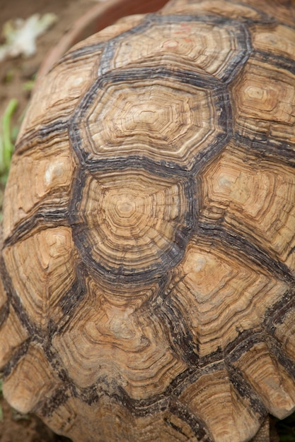 Große Schildkröte