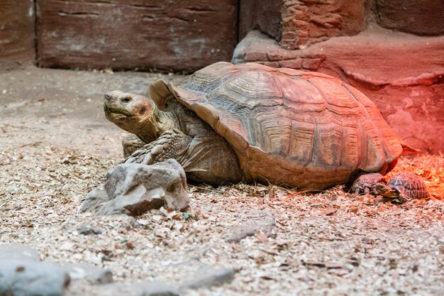 Große Schildkrötennahaufnahme