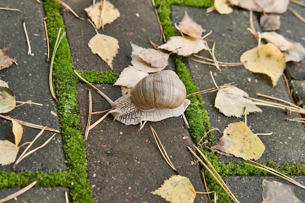 Große Schnecke kriecht im Freien Geringe Schärfentiefe Foto