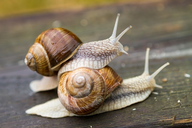 Große Schnecken auf Holztisch nach Regen