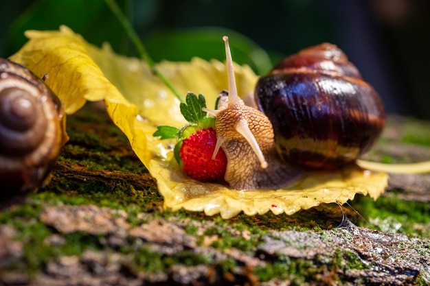 Große Schnecken kriechen entlang der Rinde eines Baumes.