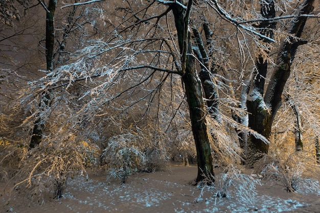 Große schneebedeckte Bäume im Nachtwinter Ivan Franko Park in Lemberg, Ukraine