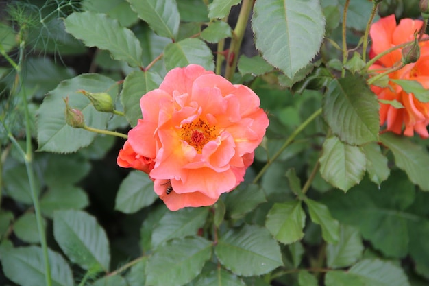 Große schöne Blumen wachsen im Sommer hell