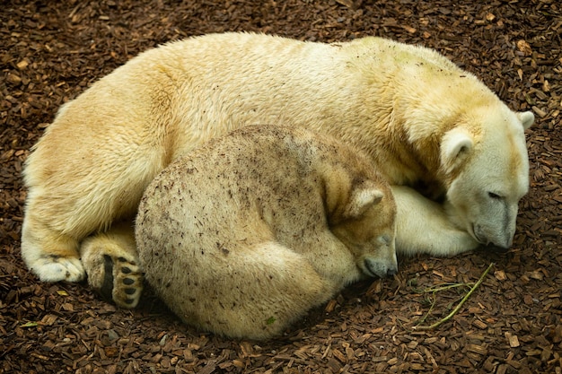 Große, schöne Eisbärenfamilie, die zusammen schläft Wunderbare Kreatur im naturnahen Lebensraum Gefährdete Tiere in Gefangenschaft Ursus maritimus