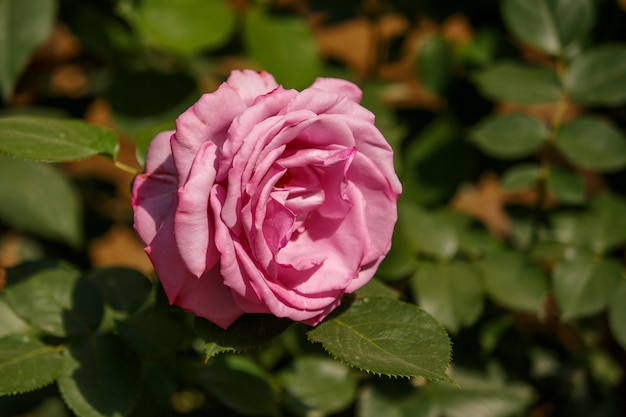 Große schöne rosa Rose wächst Sonnenlicht