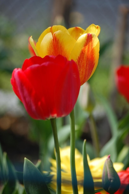 Große schöne rote Tulpe wächst im Garten