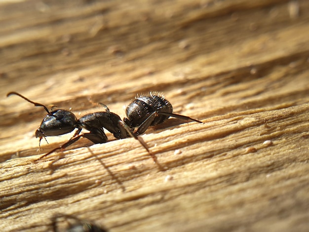 Foto große schwarze ameise, die auf makroshoot-insekten eines baums kriecht