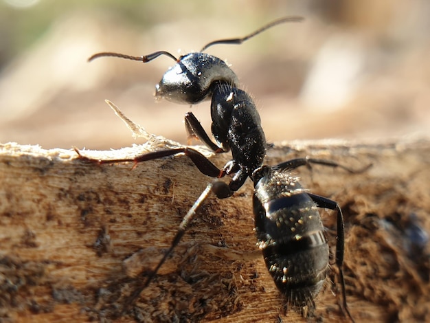 Große schwarze Ameise, die auf Makroshoot-Insekten eines Baums kriecht