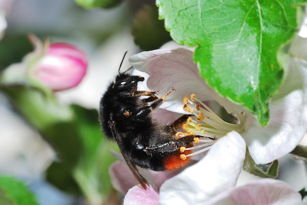 Große schwarze Hummel