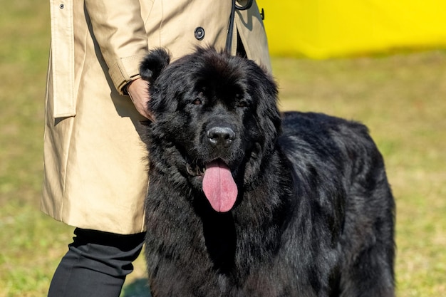 Große schwarze Hunderasse Neufundland hautnah in der Nähe seines Besitzers