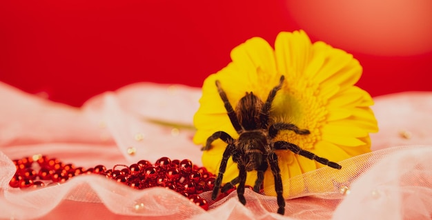 Große Spinne auf gelber Blume Zottelige Vogelspinne auf Gerbera-Blume Nahaufnahme