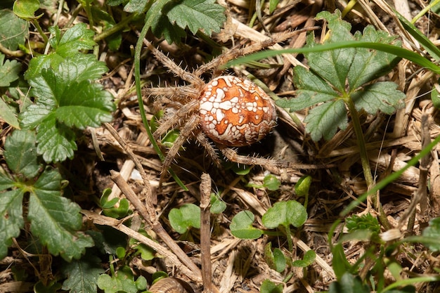 Große Spinne, die sich im natürlichen Lebensraum im Gras tarnt