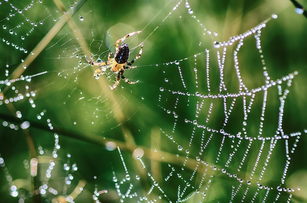 Große Spinne im Netz