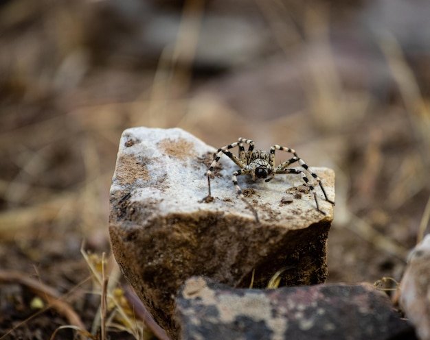 Große Spinne mit Zebrafarben, die auf einem Felsen in trockenem Boden sitzt