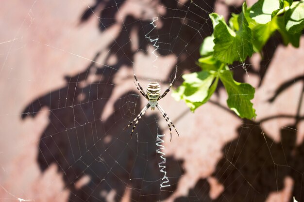 Große Spinnennahaufnahme auf einem Netz in der Natur
