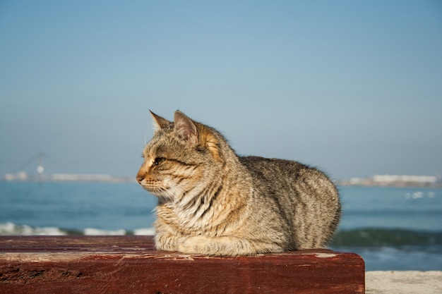 Große starke schöne graue Katze, die auf der Bank sitzt. Im Hintergrund ist das Meer.