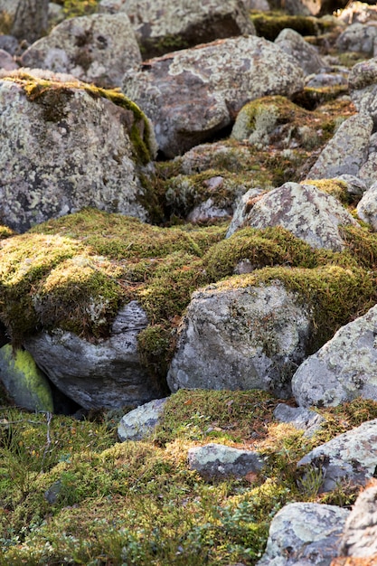 Große Steine bedeckt mit Moos am sonnigen Tag. Natürliches Moos auf Steinen im Kiefernwald