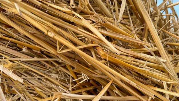 Foto große strohrollen auf dem feld