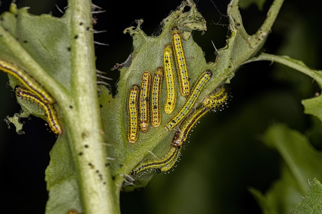 Große südliche weiße Schmetterlings-Raupe