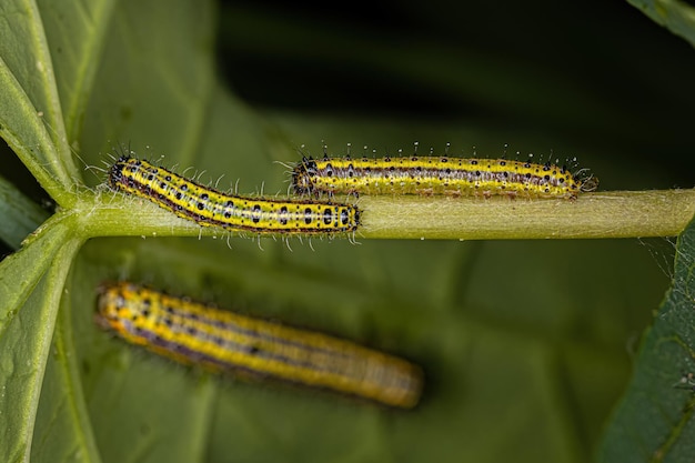 Große südliche weiße Schmetterlings-Raupe