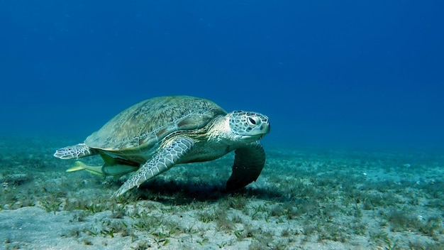 Große Suppenschildkröte an den Riffen des Roten Meeres. Suppenschildkröten sind die größten aller Meeresschildkröten.