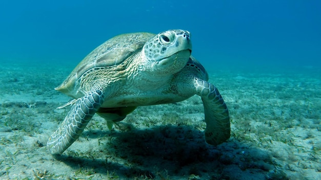 Große Suppenschildkröte an den Riffen des Roten Meeres. Suppenschildkröten sind die größten aller Meeresschildkröten.