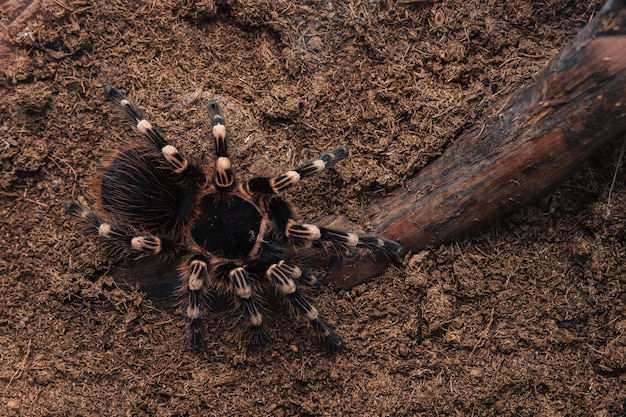 Große Tarantel-Spinne auf einer Erdoberfläche.