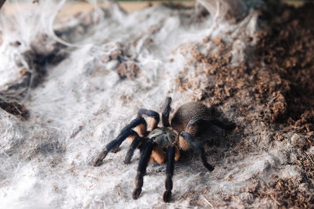 Große Tarantel-Spinne auf einer Erdoberfläche.