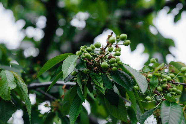 Große Trauben von grünen Kirschen Nahaufnahme auf einem Baum im Garten. Ernte von leckeren Kirschen.