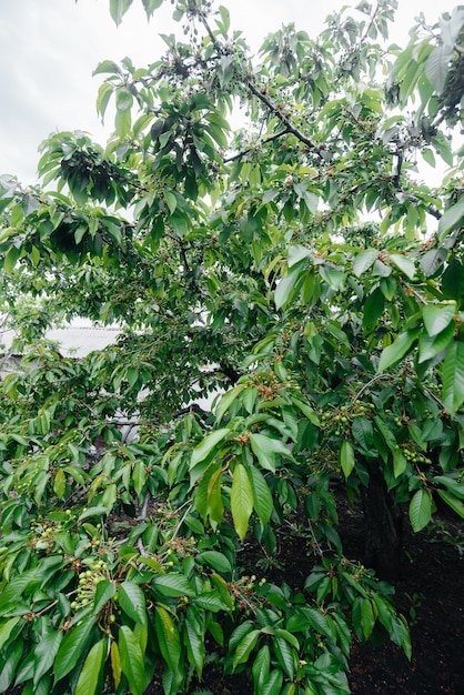 Große Trauben von grünen Kirschen Nahaufnahme auf einem Baum im Garten. Ernte von leckeren Kirschen.