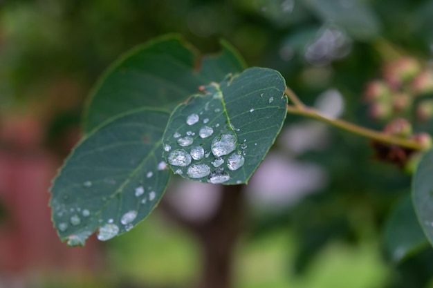 Große Tropfen Silbertau auf dem Laub eines jungen Baumes nach einem starken strömenden Regen in einem Frühlingsgarten