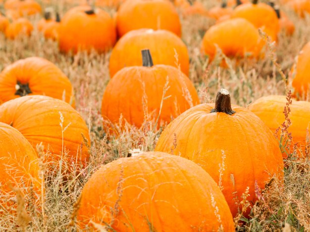 Große und kleine Kürbisse am Kürbisfeld im Frühherbst.