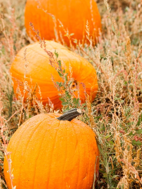 Foto große und kleine kürbisse am kürbisfeld im frühherbst.