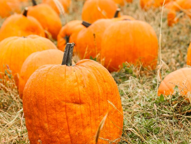 Große und kleine Kürbisse am Kürbisfeld im Frühherbst.