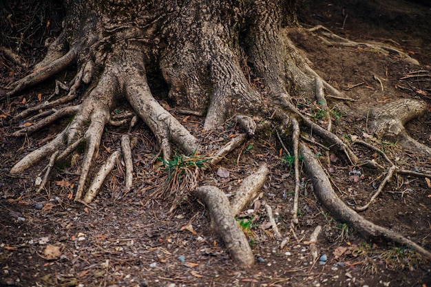 Große und lange Baumwurzeln. Wald oder Park. Die Wurzeln sind miteinander verflochten und verheddert. Ein alter Baum.