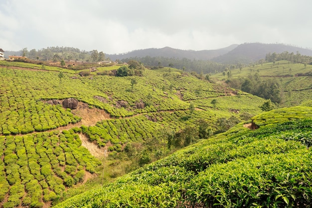 Große und sonnengrüne Teeplantage in Indien