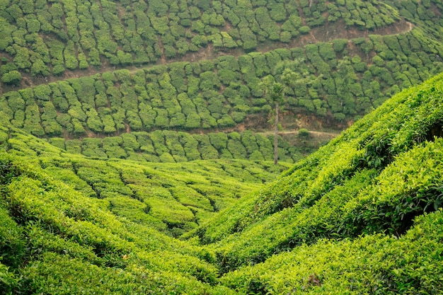 Große und sonnengrüne Teeplantage in Indien