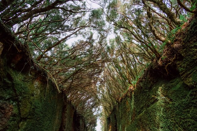 große Vegetation im Wald