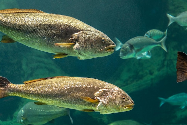 Große verschiedene Fische schwimmen im Meeresakvarium