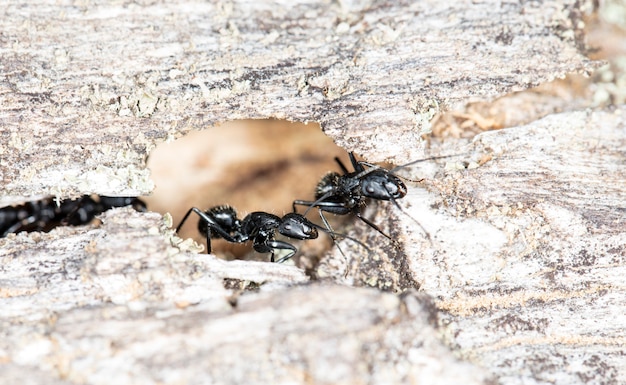 große Waldameisen in einem heimischen Lebensraum