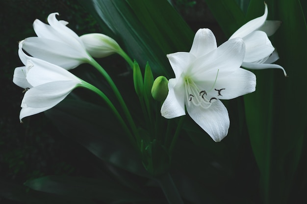 Große weiße Blume der tropischen Anlage in der dunkelgrünen Farbe, Naturhintergrund.