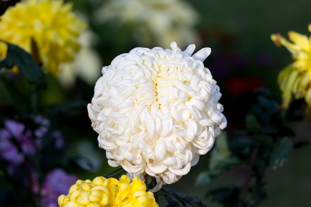 große weiße Chrysantheme Blume im Feld wachsen