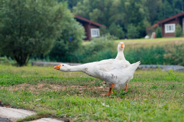 Große weiße Gänse gehen auf dem grünen Rasen im Park schöner weißer Vogel