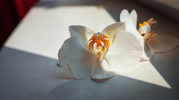 Große weiße Orchideenblüten auf braunem Hintergrund