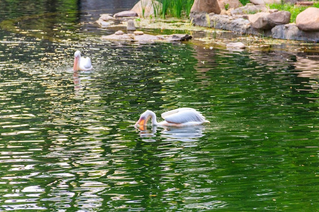 Große weiße Pelikane Pelecanus onocrotalus, auch bekannt als der östliche weiße Pelikan, der rosige Pelikan oder der weiße Pelikan, der in einem See schwimmt