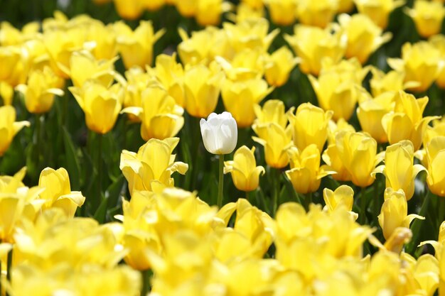 Große Wiese mit frisch blühenden gelben Tulpen aus nächster Nähe