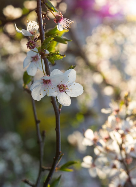 Große, zarte, gesättigte, schöne weiße Kirschblüten