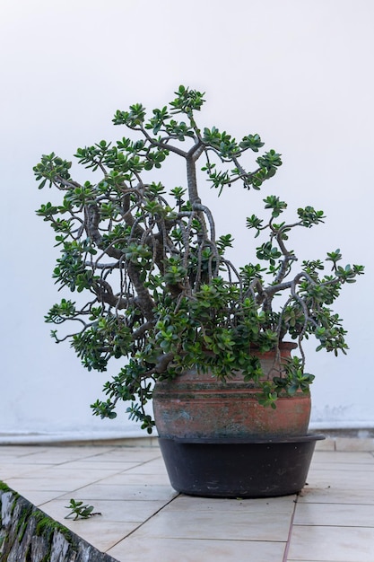 Große Zimmerpflanze Crassula ovata (Jadepflanze) in einem Blumentopf im Freien an der Hauswand