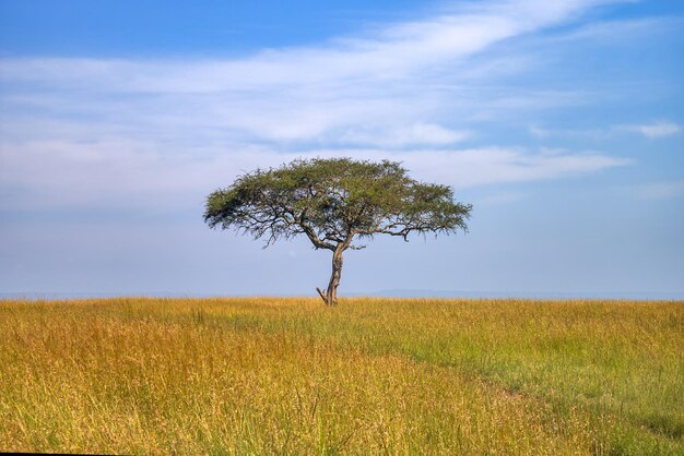 Großer Acacia-Baum in offenen Savannenebenen Ostafrikas